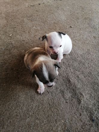 Chiwawa Mops mischlinge