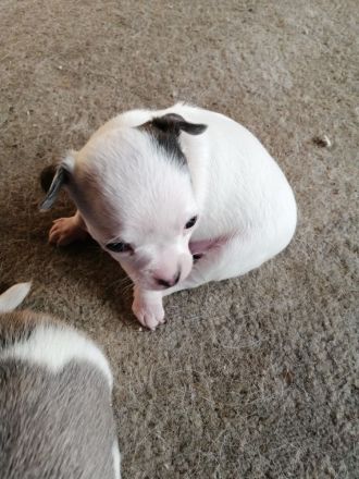 Chiwawa Mops mischlinge