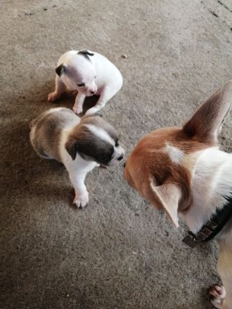 Chiwawa Mops mischlinge