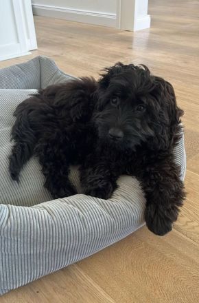 Aussiedoodle - Bezaubernde Welpen in edlem Schwarz-aus erfahrener Hausaufzucht- (keine Arbeitslinie)