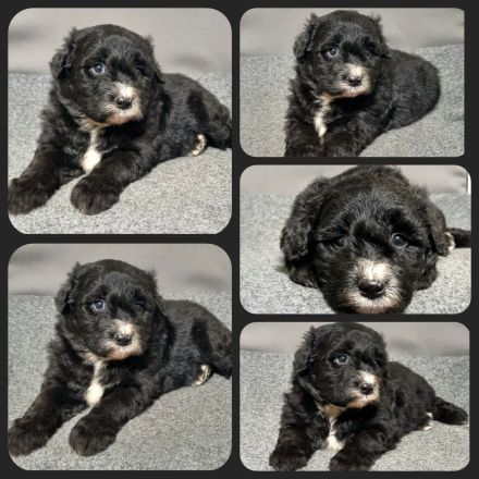 Aussiedoodle - Bezaubernde Welpen in edlem Schwarz-aus erfahrener Hausaufzucht- (keine Arbeitslinie)