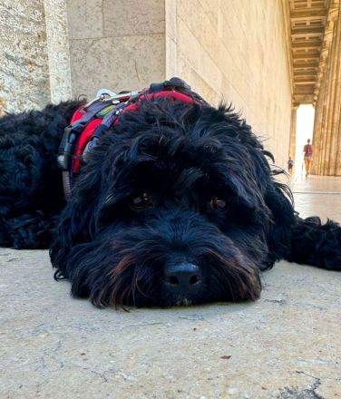 Aussiedoodle - Bezaubernde Welpen in edlem Schwarz-aus erfahrener Hausaufzucht- (keine Arbeitslinie)