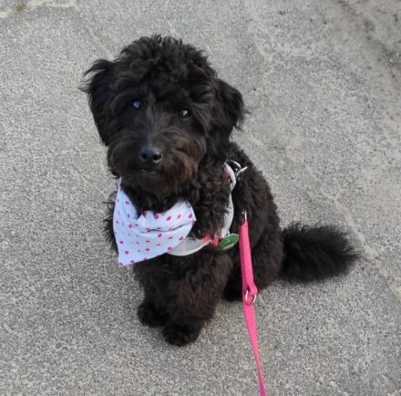 Aussiedoodle - Bezaubernde Welpen in edlem Schwarz-aus erfahrener Hausaufzucht- (keine Arbeitslinie)