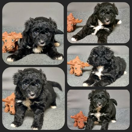 Aussiedoodle - Bezaubernde Welpen in edlem Schwarz-aus erfahrener Hausaufzucht- (keine Arbeitslinie)