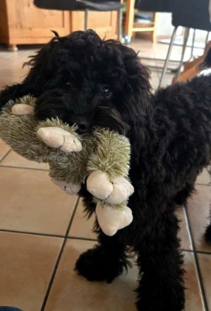 Aussiedoodle - Bezaubernde Welpen in edlem Schwarz-aus erfahrener Hausaufzucht- (keine Arbeitslinie)