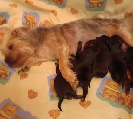 Bezauberende Yorki-Welpen zu verkaufen