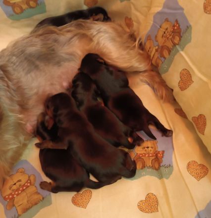 Bezauberende Yorki-Welpen zu verkaufen