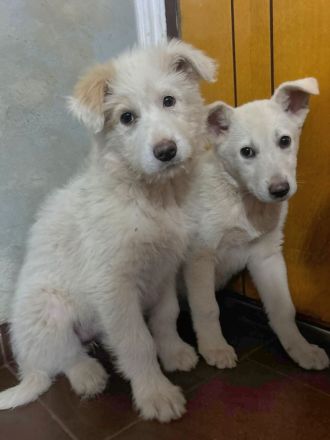 Zuckersüßer Welpe - SUN