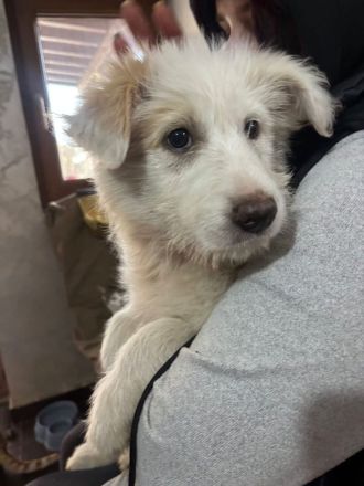 Zuckersüßer Welpe - SUN