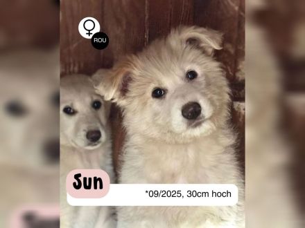 Zuckersüßer Welpe - SUN