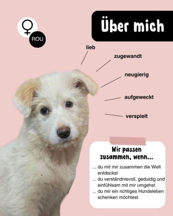 Zuckersüßer Welpe - SUN