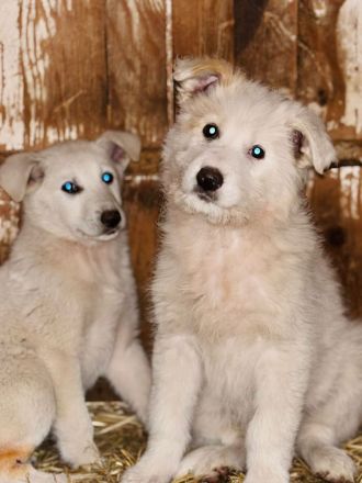 NICI - möchte nicht im Shelter aufwachsen