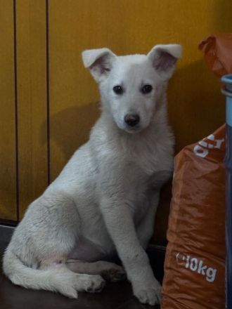 NICI - möchte nicht im Shelter aufwachsen