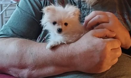 Kleiner süßer mini pom Prinz