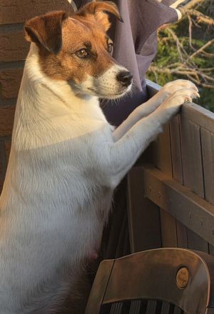 Jack Russell Welpen