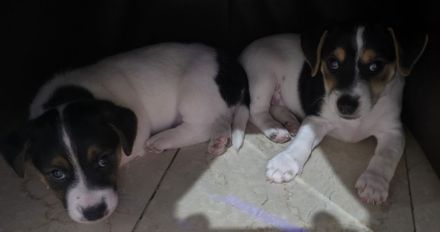 Jack Russell Welpen