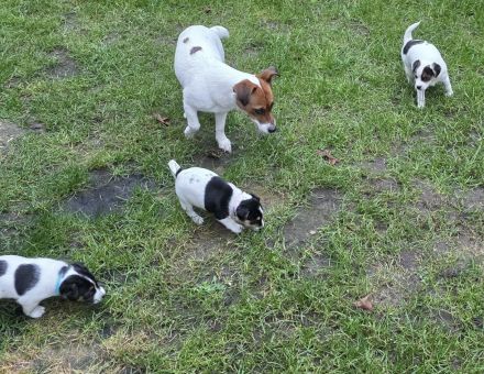 Jack Russell Welpen