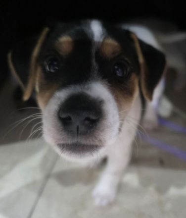 Jack Russell Welpen