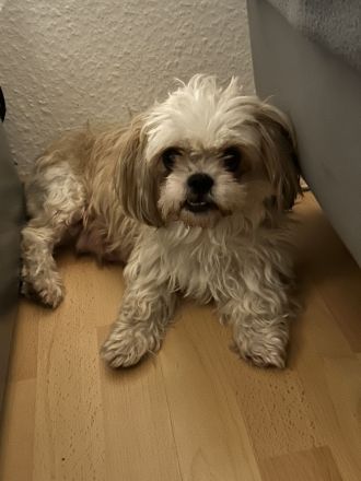 ShihTzu Mix Welpen
