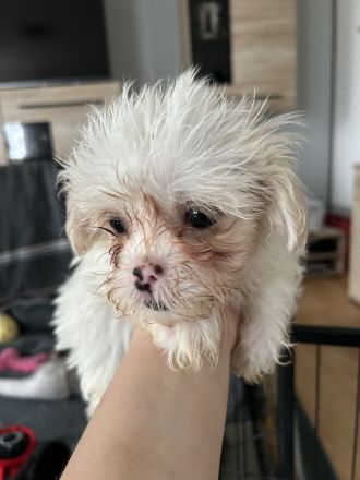 ShihTzu Mix Welpen