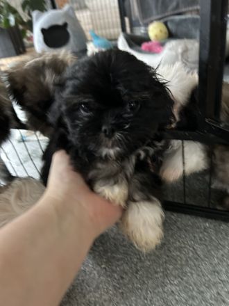 ShihTzu Mix Welpen