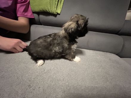 ShihTzu Mix Welpen