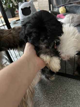 ShihTzu Mix Welpen