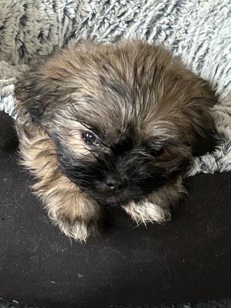 ShihTzu Mix Welpen