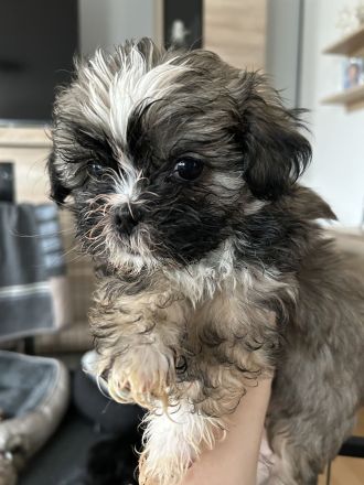ShihTzu Mix Welpen