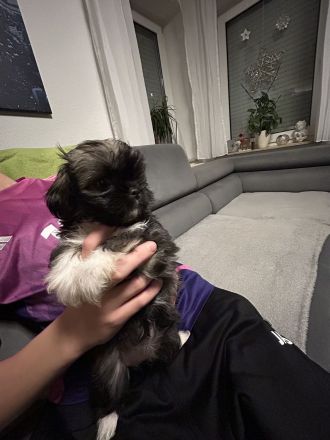 ShihTzu Mix Welpen