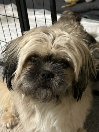 ShihTzu Mix Welpen