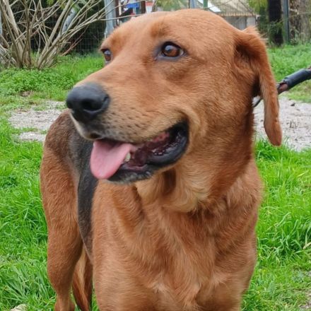 Hündin Nadia / kastriert / derzeit noch in Griechenland