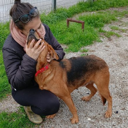 Hündin Nadia / kastriert / derzeit noch in Griechenland