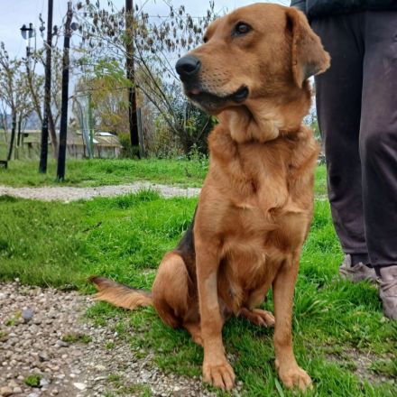 Hündin Nadia / kastriert / derzeit noch in Griechenland