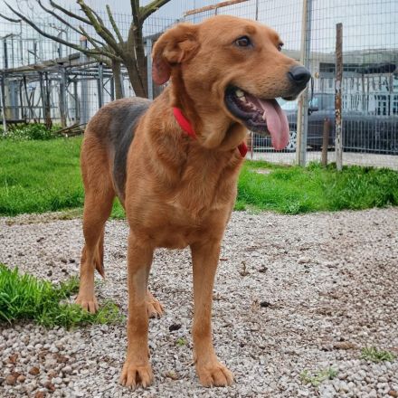 Hündin Nadia / kastriert / derzeit noch in Griechenland