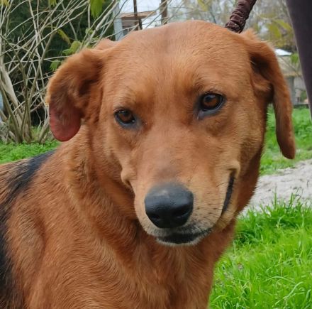 Hündin Nadia / kastriert / derzeit noch in Griechenland