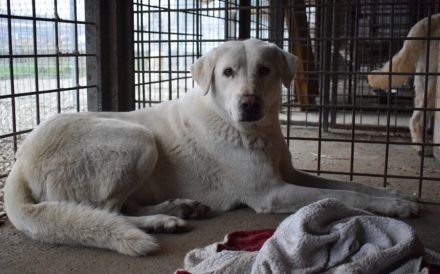 Sanfte und schüchterne Schönheit Nanouk