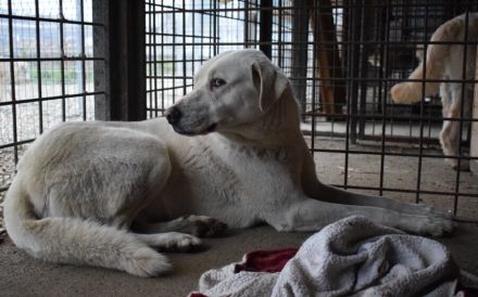 Sanfte und schüchterne Schönheit Nanouk