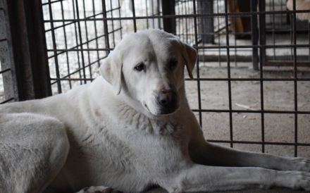 Sanfte und schüchterne Schönheit Nanouk