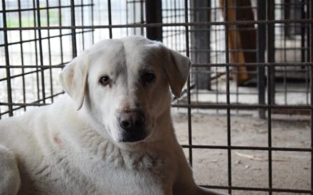 Sanfte und schüchterne Schönheit Nanouk