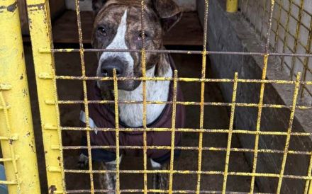 Bildschönes Energiebündel Orion sucht Zuhause