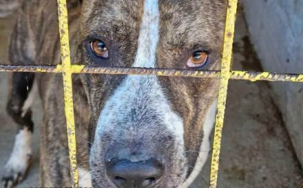 Bildschönes Energiebündel Orion sucht Zuhause