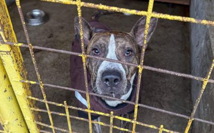 Bildschönes Energiebündel Orion sucht Zuhause