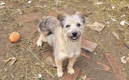 Energiebündel River sucht ihre Menschen