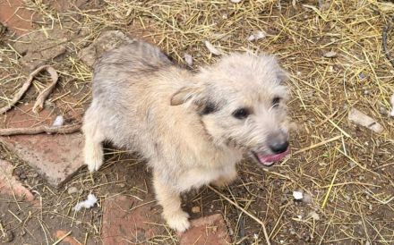 Energiebündel River sucht ihre Menschen