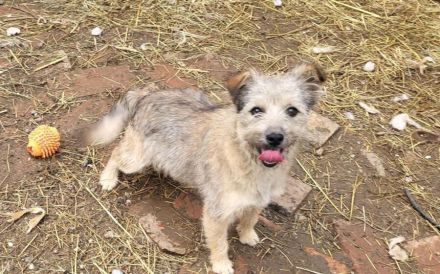 Energiebündel River sucht ihre Menschen