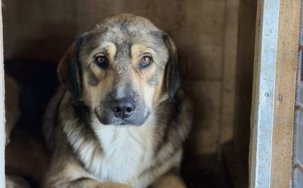 Geduldiges Zuhause für sensiblen Arthur gesucht