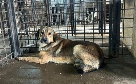 Geduldiges Zuhause für sensiblen Arthur gesucht