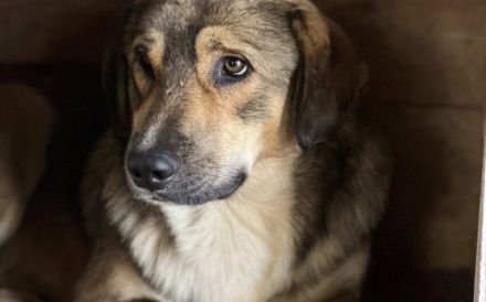 Geduldiges Zuhause für sensiblen Arthur gesucht