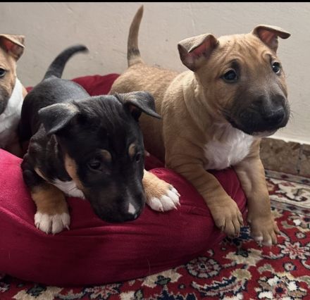 Miniatur Bull Terrier Welpen